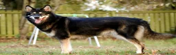 Saarloos Wolfdog dogs for sale: Timber Dog puppies - Advert 12