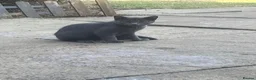 Mixed Breed cats for sale: Cats  - Advert 2
