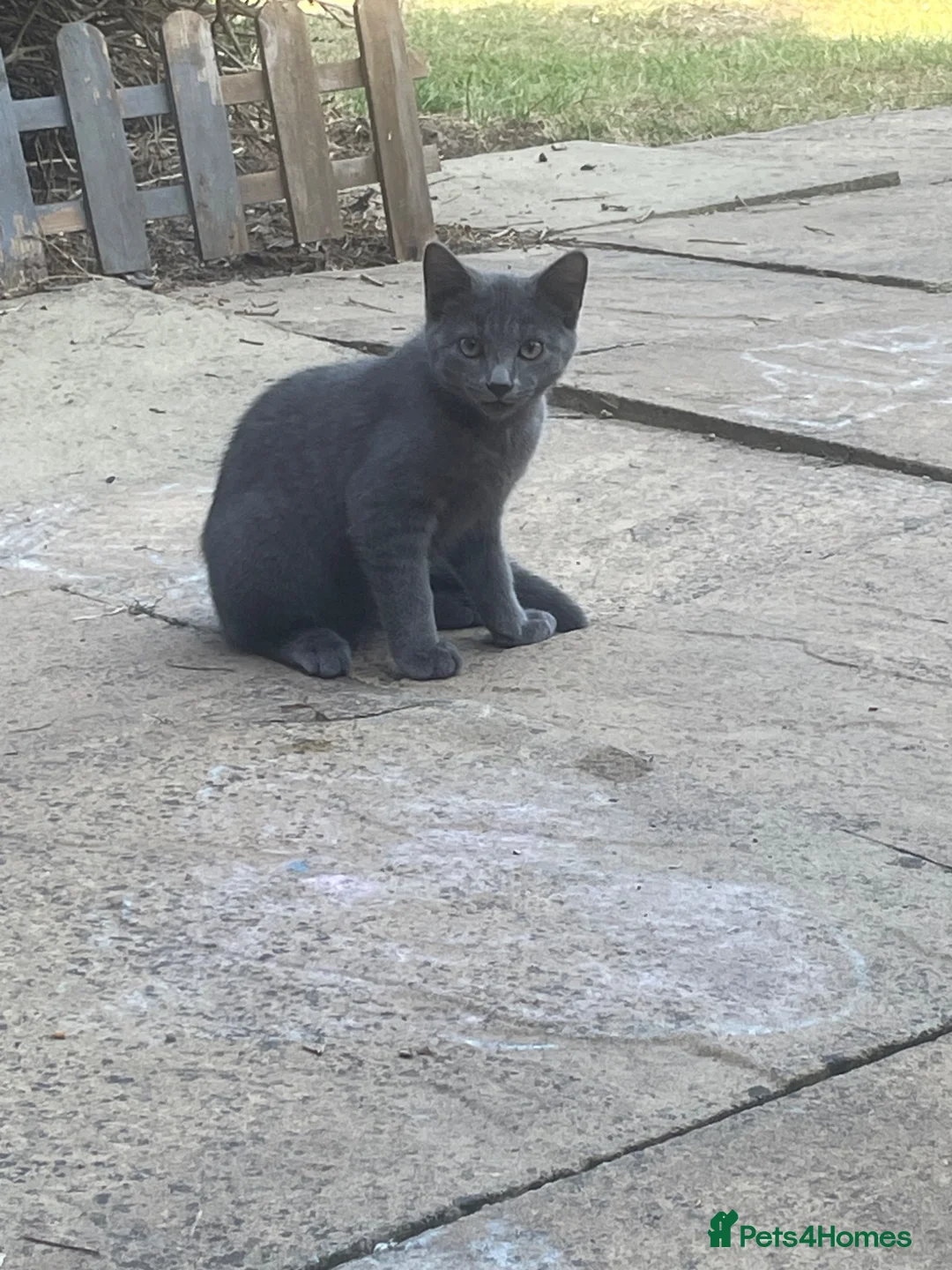 Mixed Breed cats for sale: Cats  - Advert 2