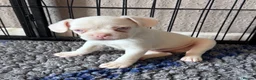 French Bulldog dogs for sale: Adorable fluffy frenchies - Advert 20
