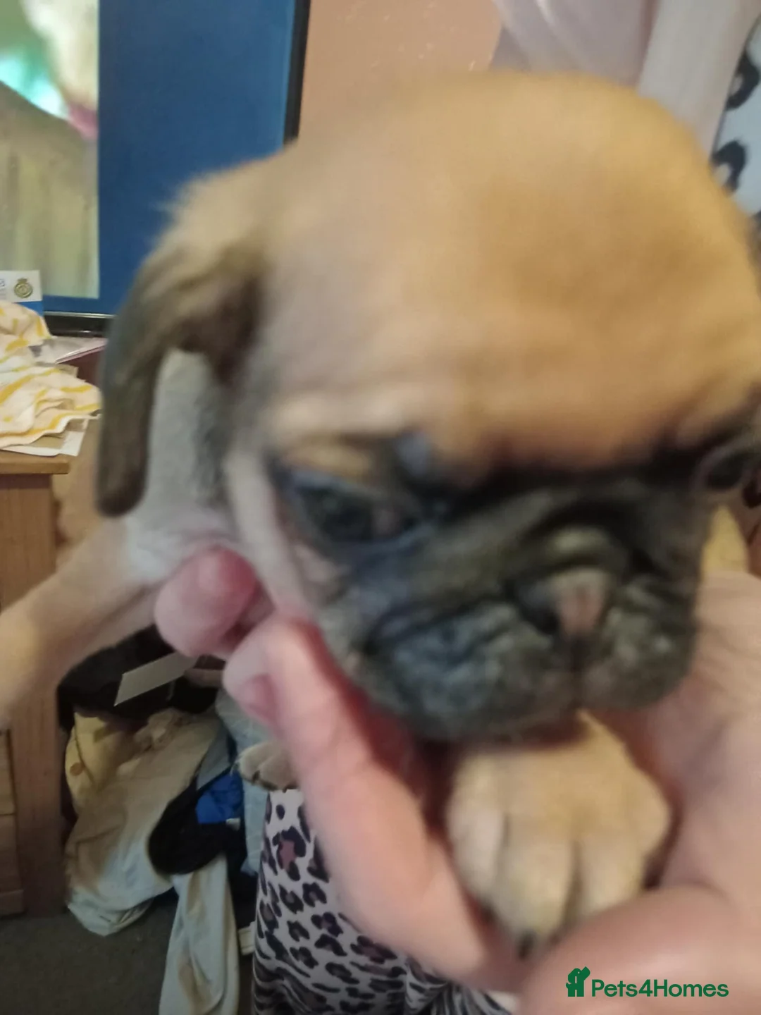 Pug dogs for sale: I have a lovely litter off pug pups for sale  - Advert 6