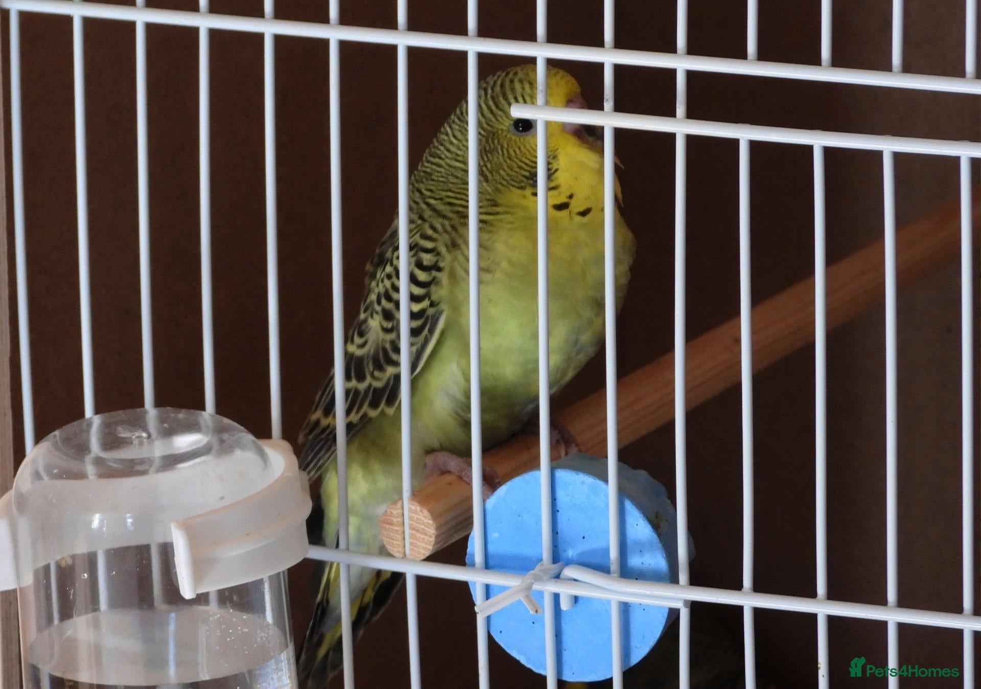 Budgerigars birds New Stock Budgies - Advert 2