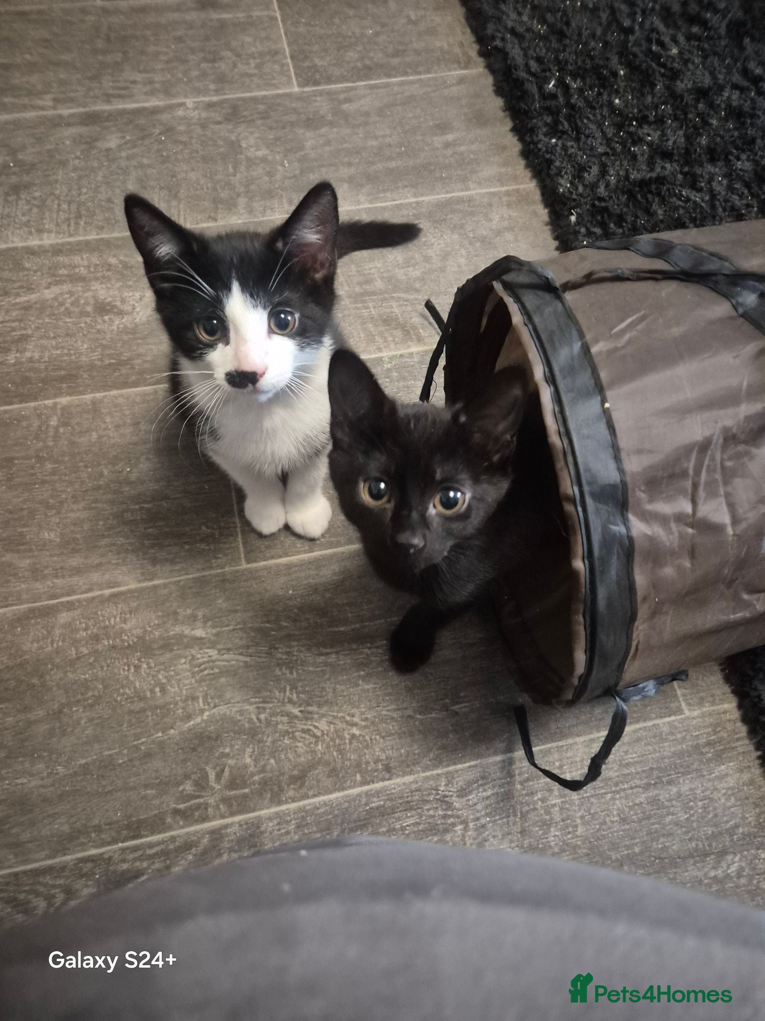Mixed Breed cats 3 beautiful 11 week old kittens  - Advert 4