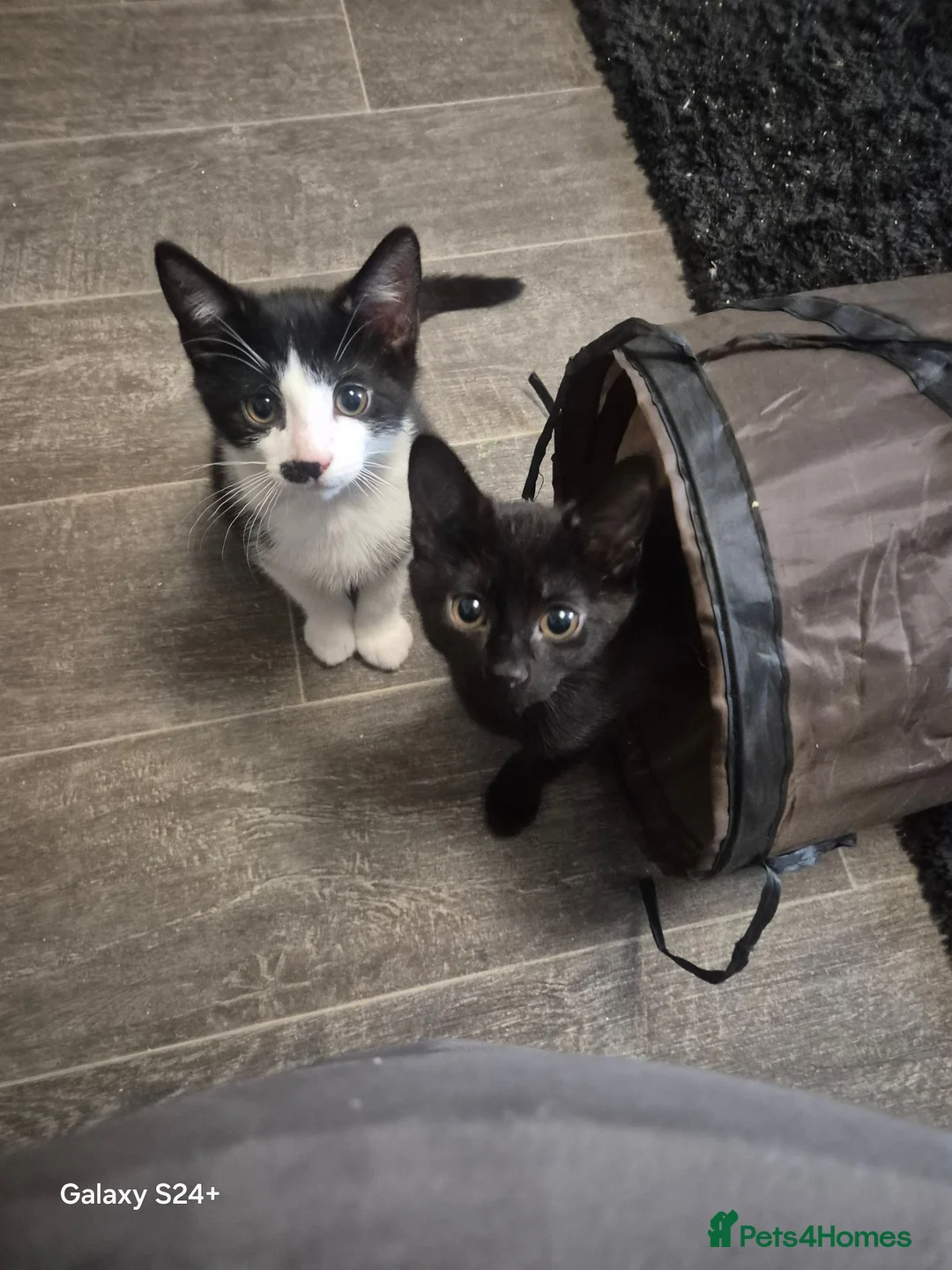 Mixed Breed cats for sale: 3 beautiful 11 week old kittens  - Advert 1