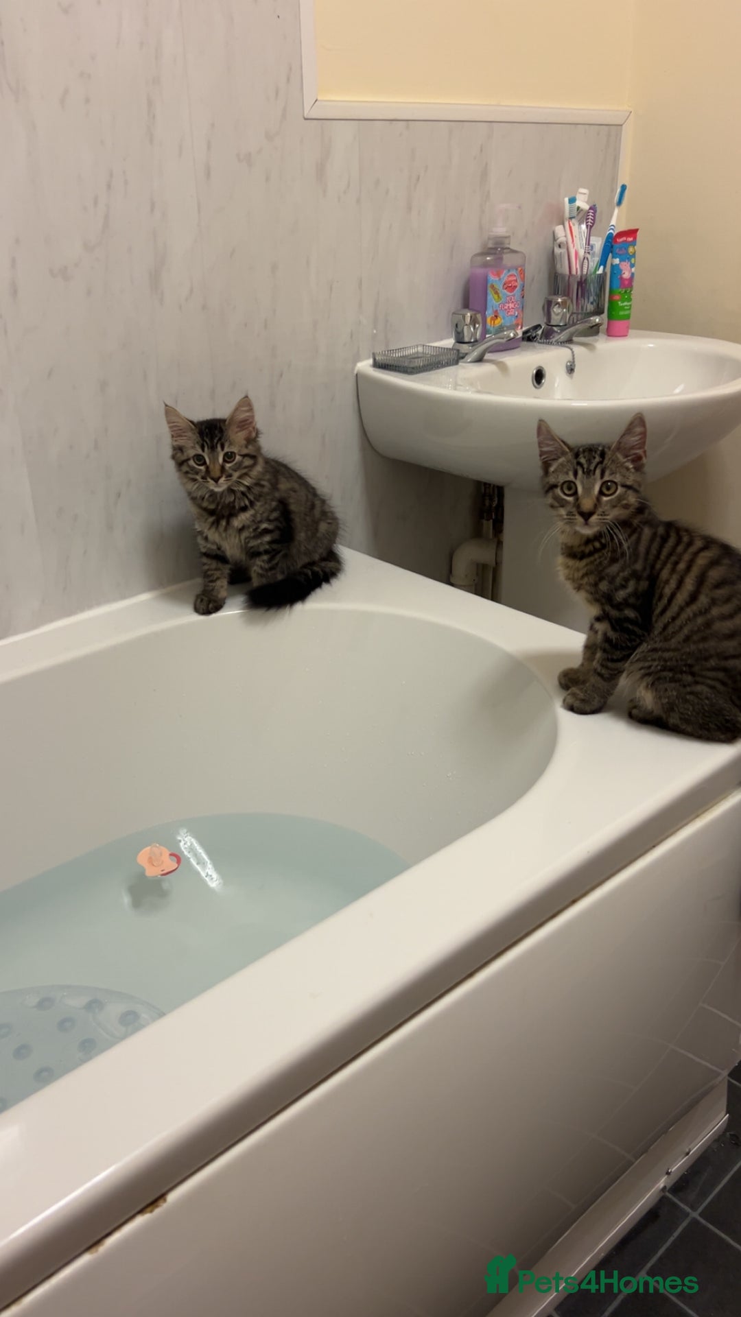 British Longhair cats for sale: 2 kittens looking for a new home  - Advert 10