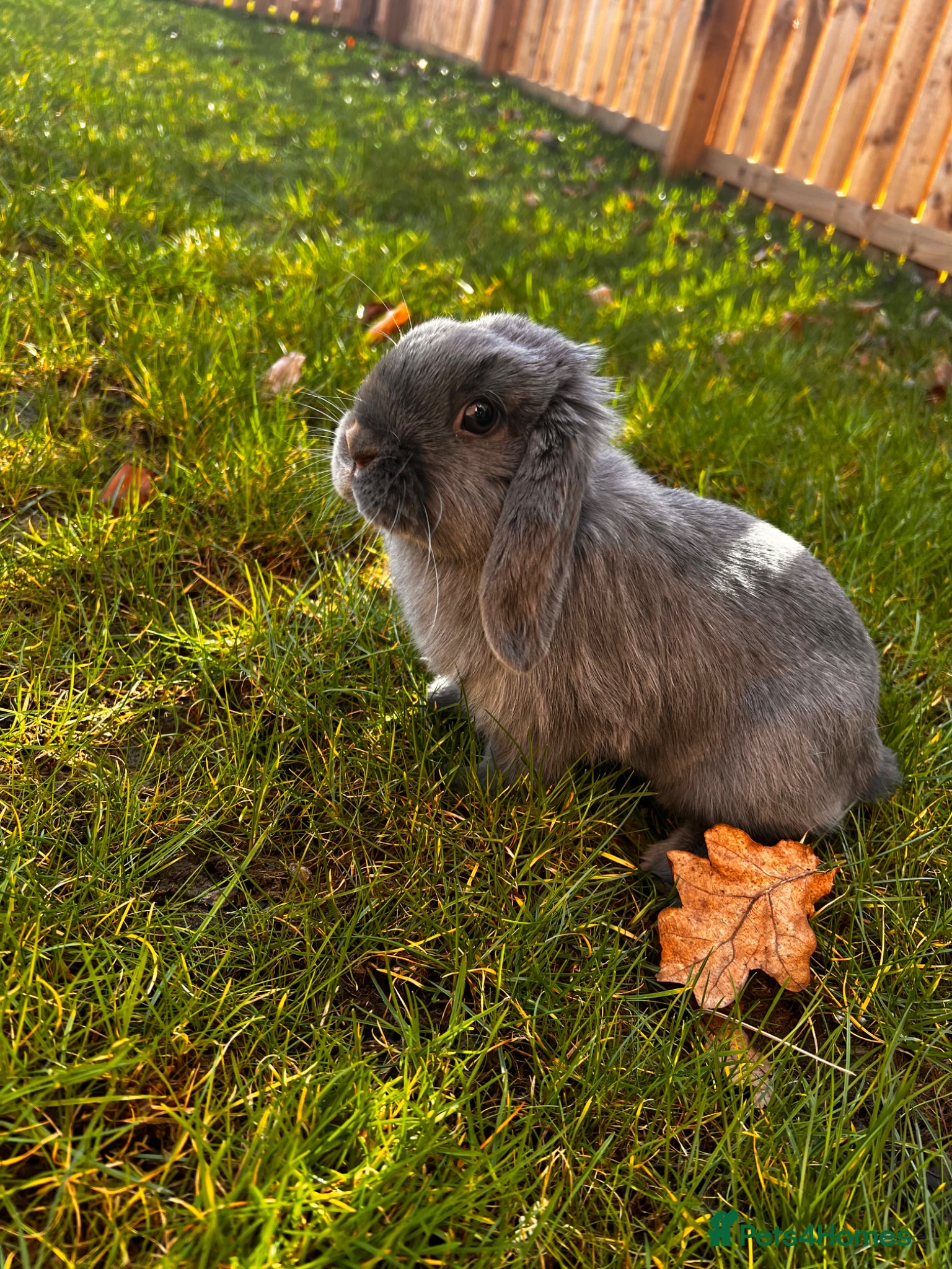 Dwarf Lop rabbits Mini Dwarf Lop  - Advert 7