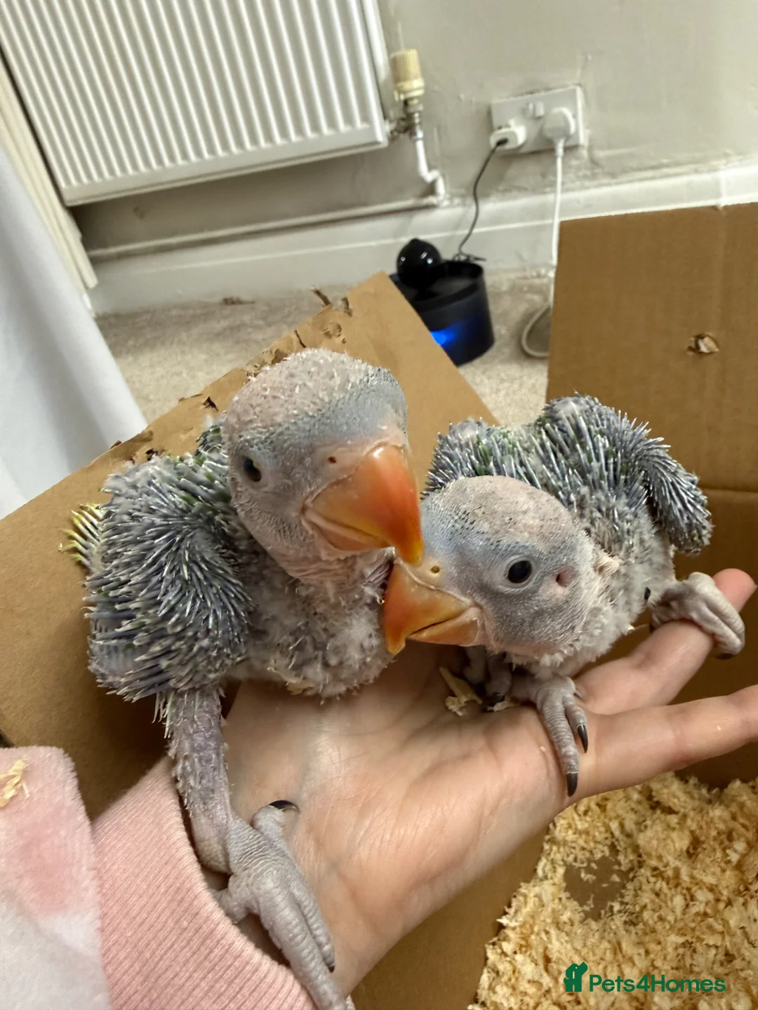 Parakeets birds for sale: Baby alexandrine parrots - Advert 2