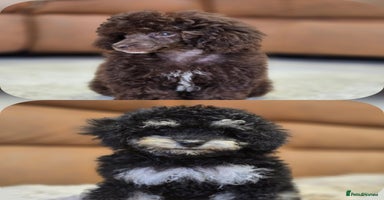 Toy Poodle dogs - Advert 14
