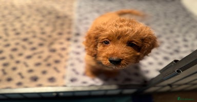 Cockapoo dogs - Advert 8