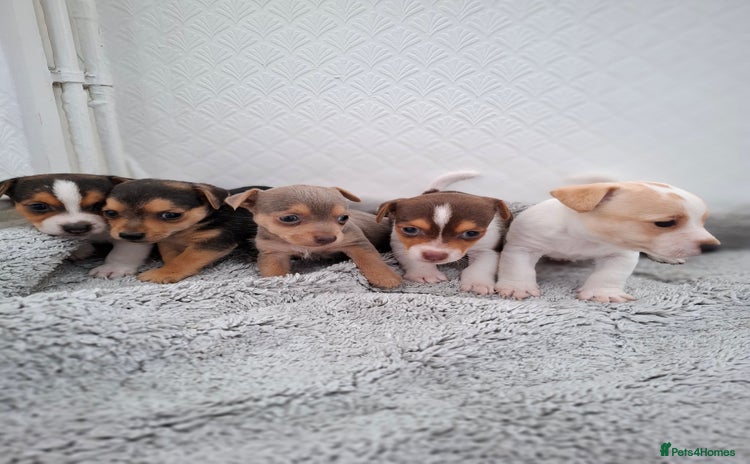 Jack Russell dogs - Advert 1