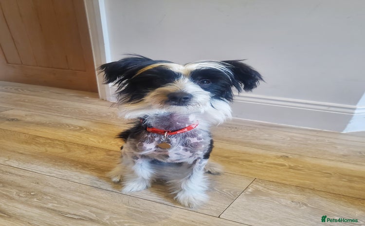 Chinese Crested dogs - Advert 1