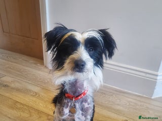 Chinese Crested dogs - Advert 8