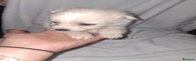 Pomchi Puppy 2