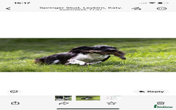 English Springer Spaniel dogs for sale: English Springer Spaniels  - Image 4