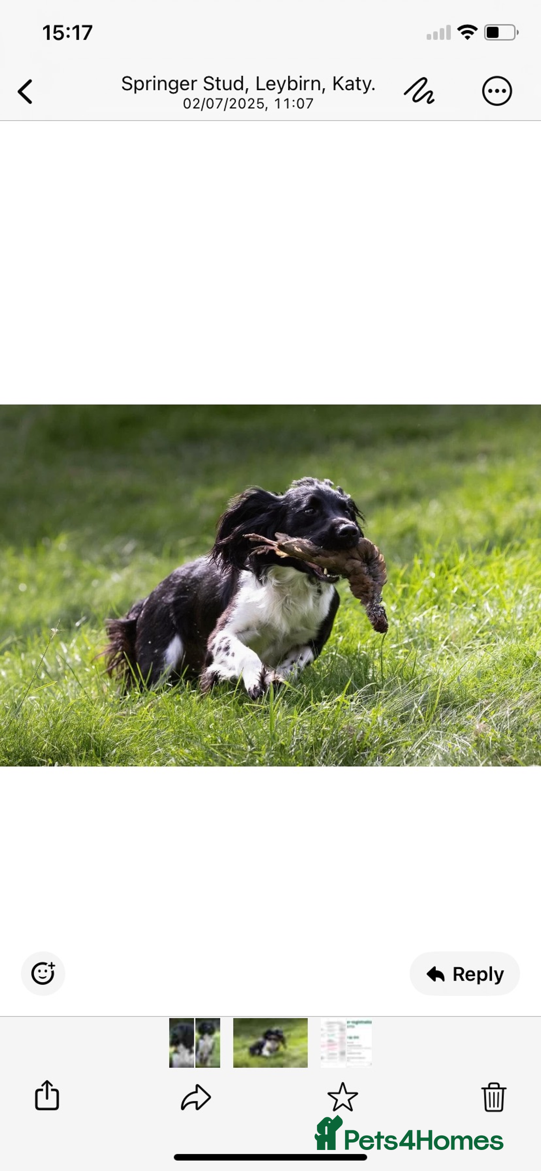English Springer Spaniel dogs for sale: English Springer Spaniels  - Image 4