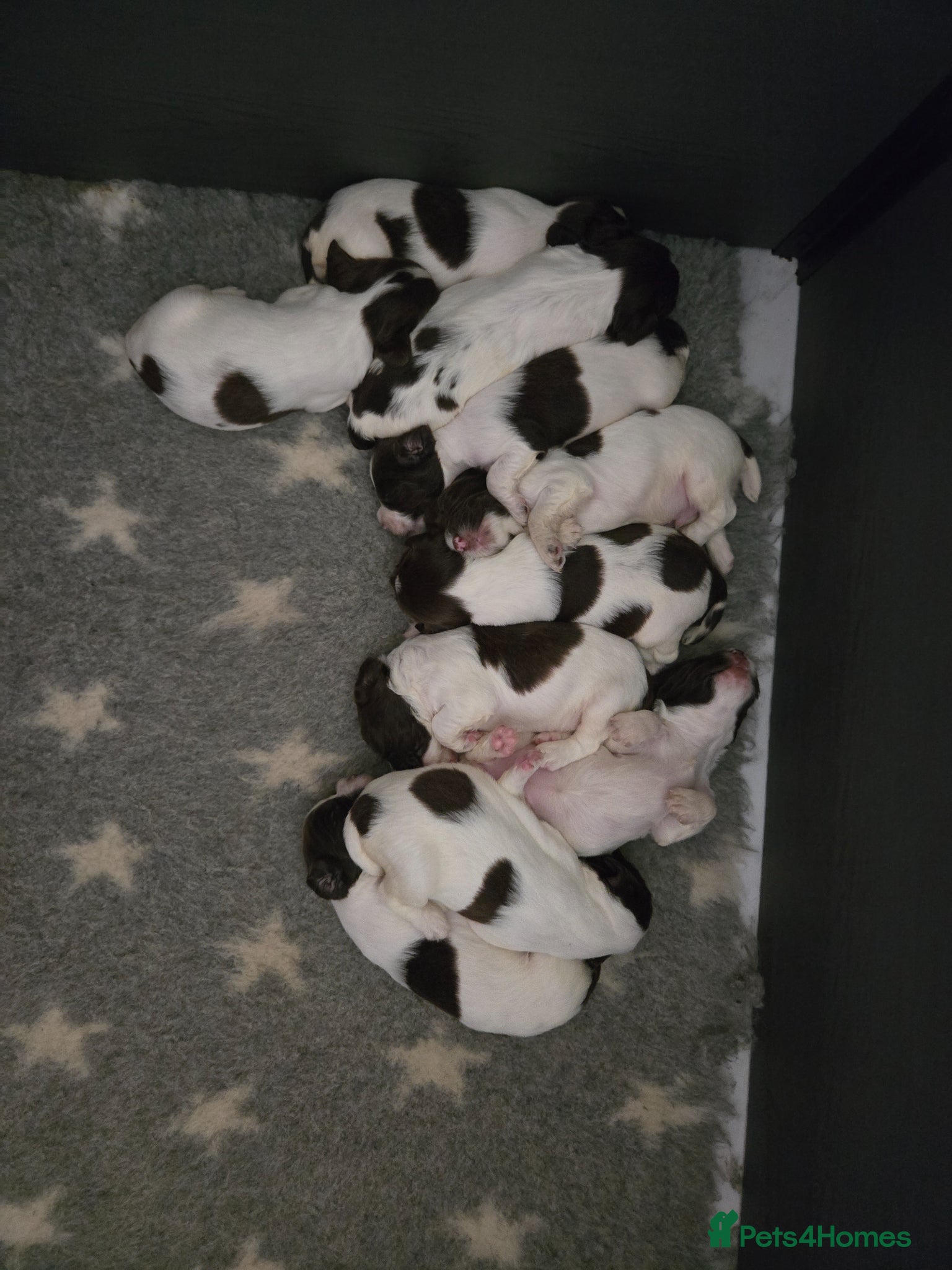 English Springer Spaniel dogs Working English Springer Spaniel Pups - Advert 1