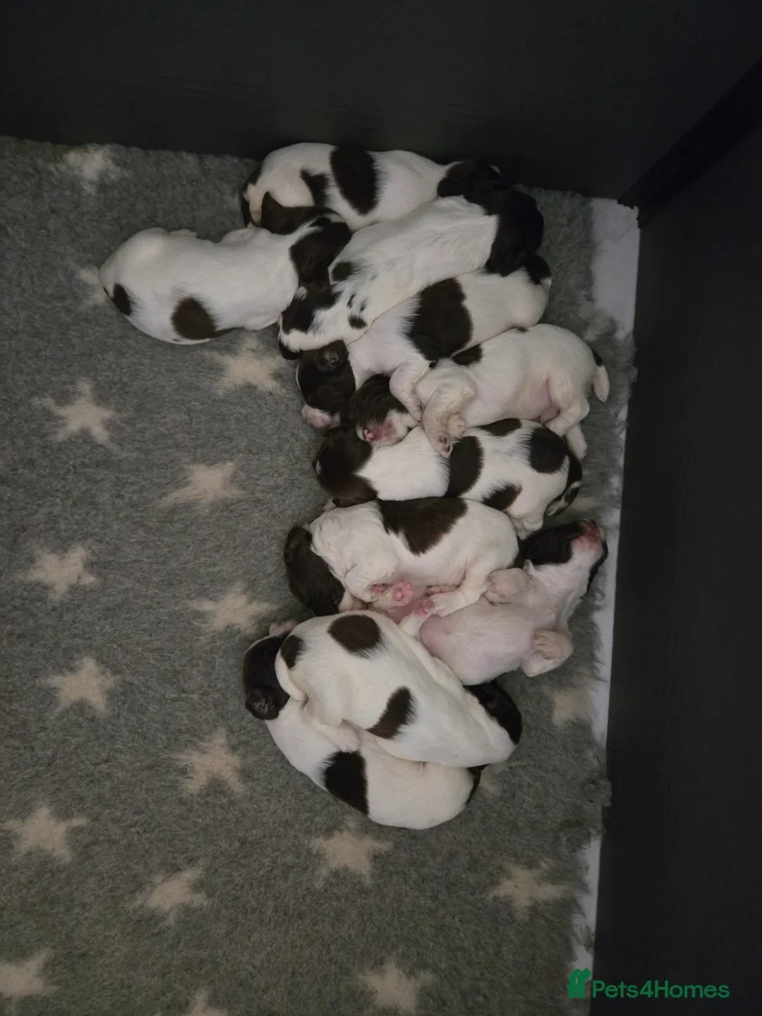 English Springer Spaniel dogs for sale: Working English Springer Spaniel Pups - Advert 1