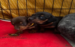 Miniature Dachshund dogs for sale: Miniature Dachshunds  - Image 17