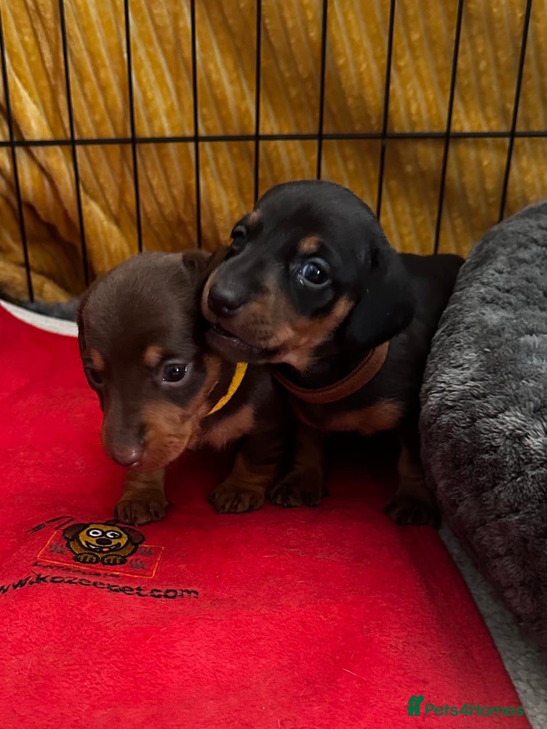Miniature Dachshund dogs for sale: Miniature Dachshunds  - Image 17