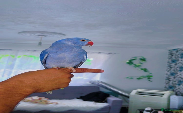 Ringnecks birds - Advert 2