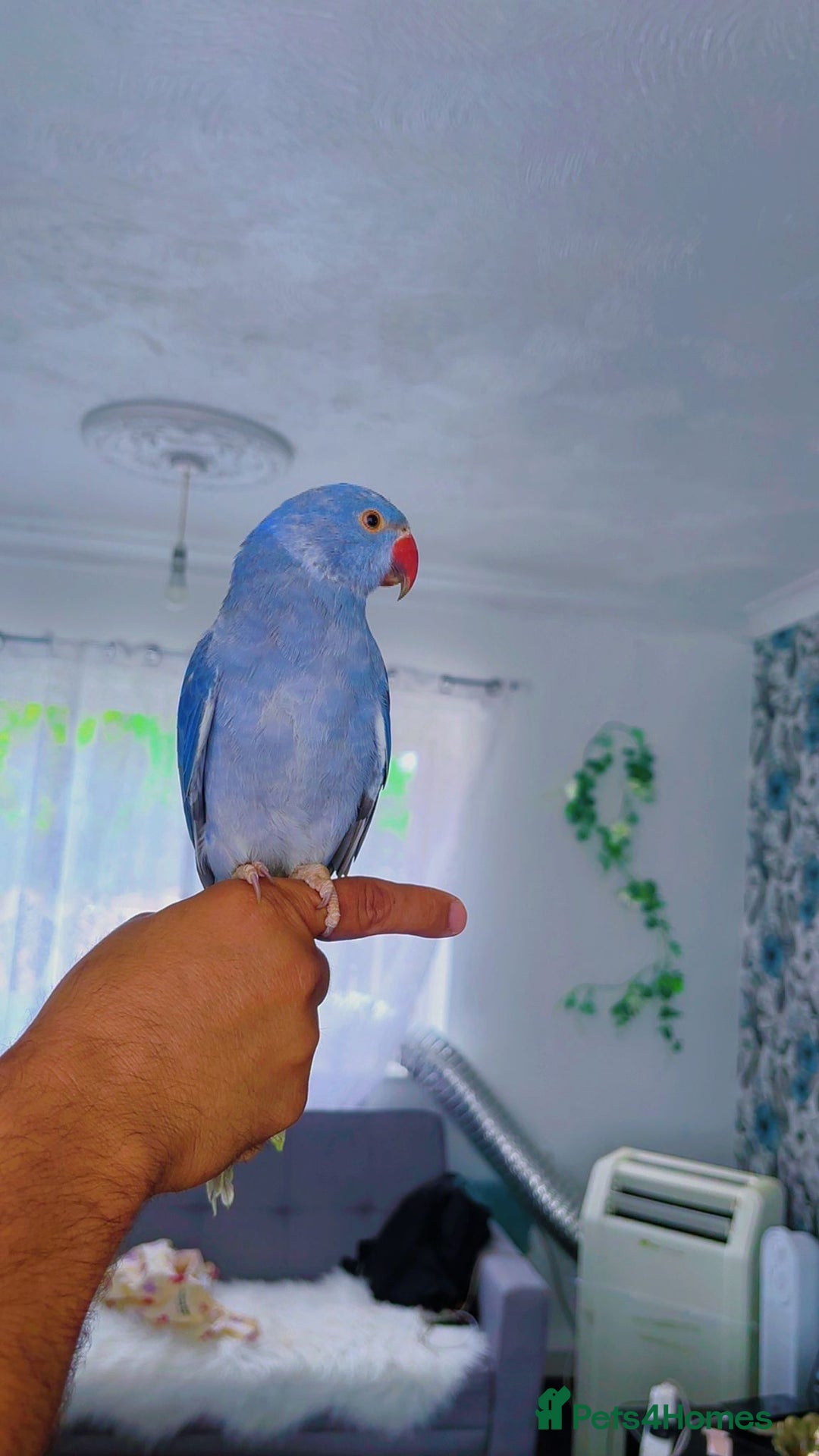 Ringnecks birds for sale: Indian ringneck - Image 1
