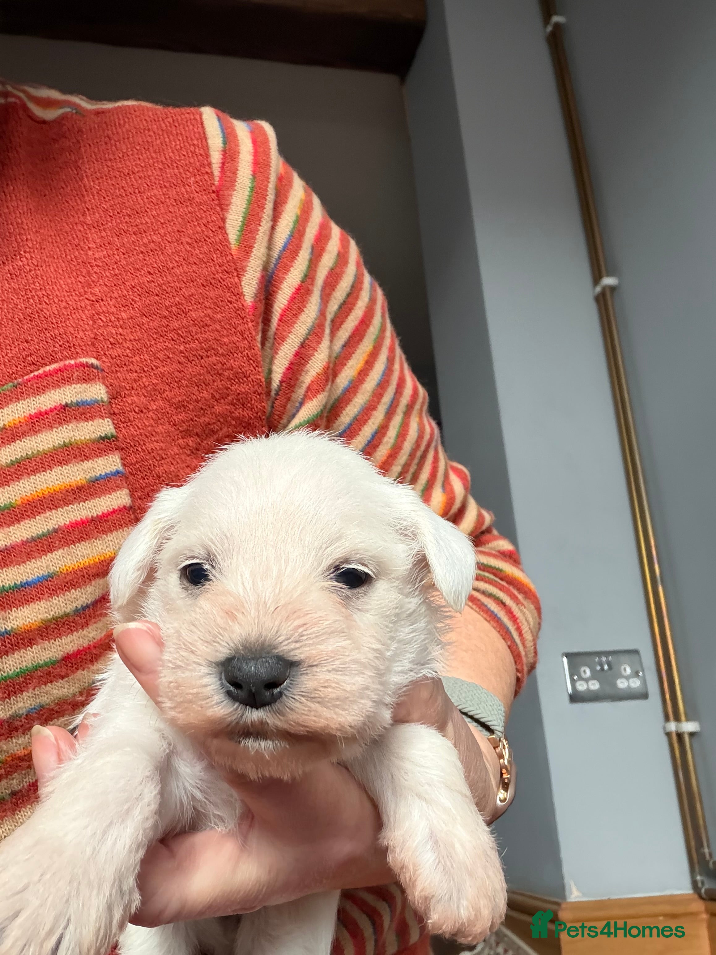 Miniature Schnauzer dogs Kc reg White Rare Miniature schnauzer pups - Advert 1