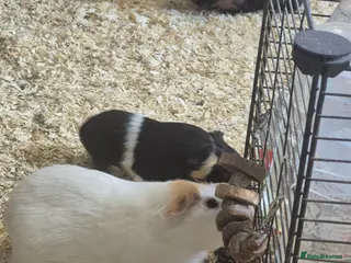 Guinea Pig rodents Multiple pups for sale x - Advert 15