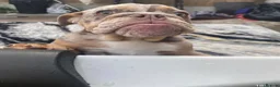 English Bulldog dogs for sale: ✨ KC Registered English Bulldog Girl – Remi Roo - Advert 6
