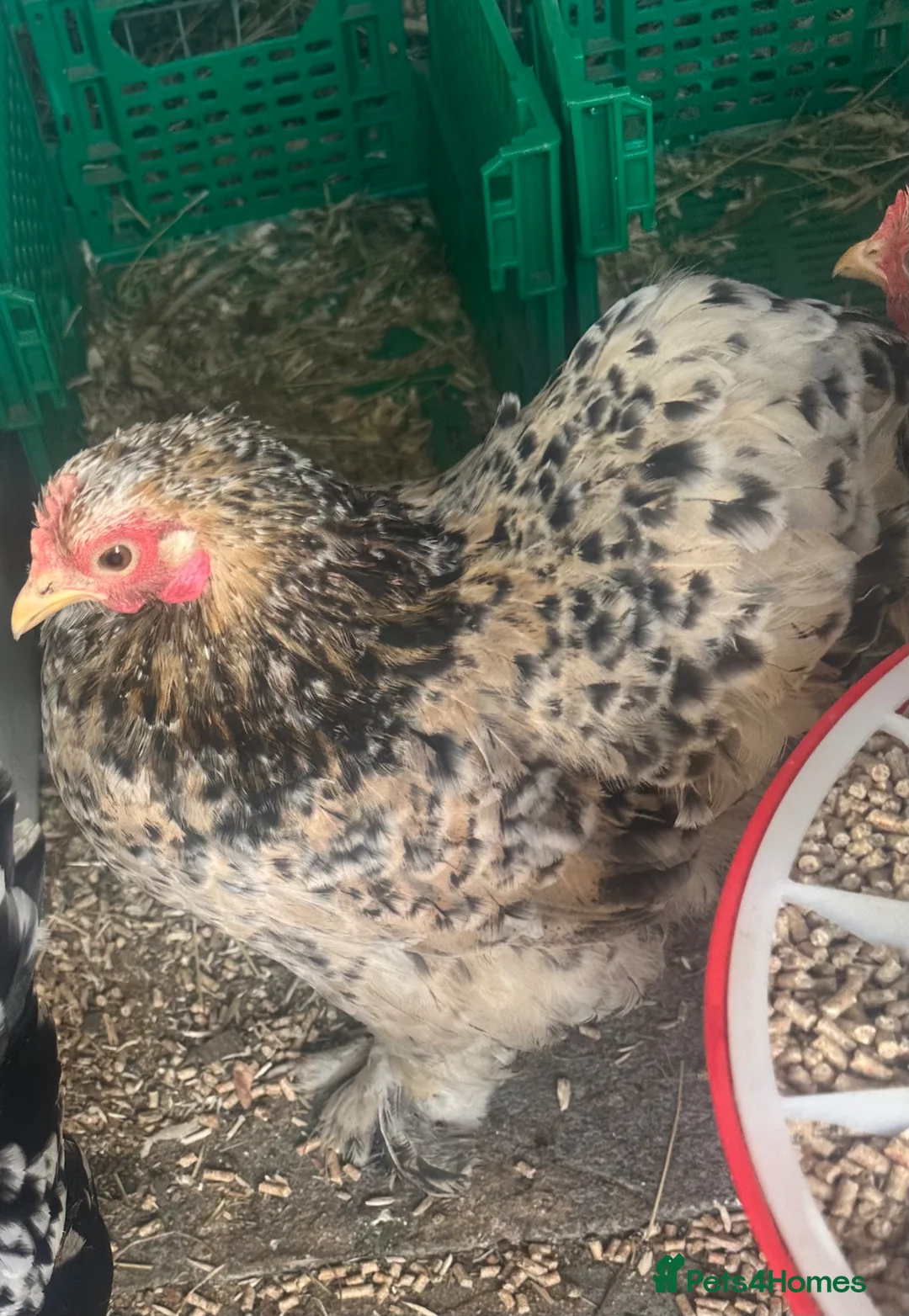 Chickens poultry for sale: Trio pekin bantams - Advert 2
