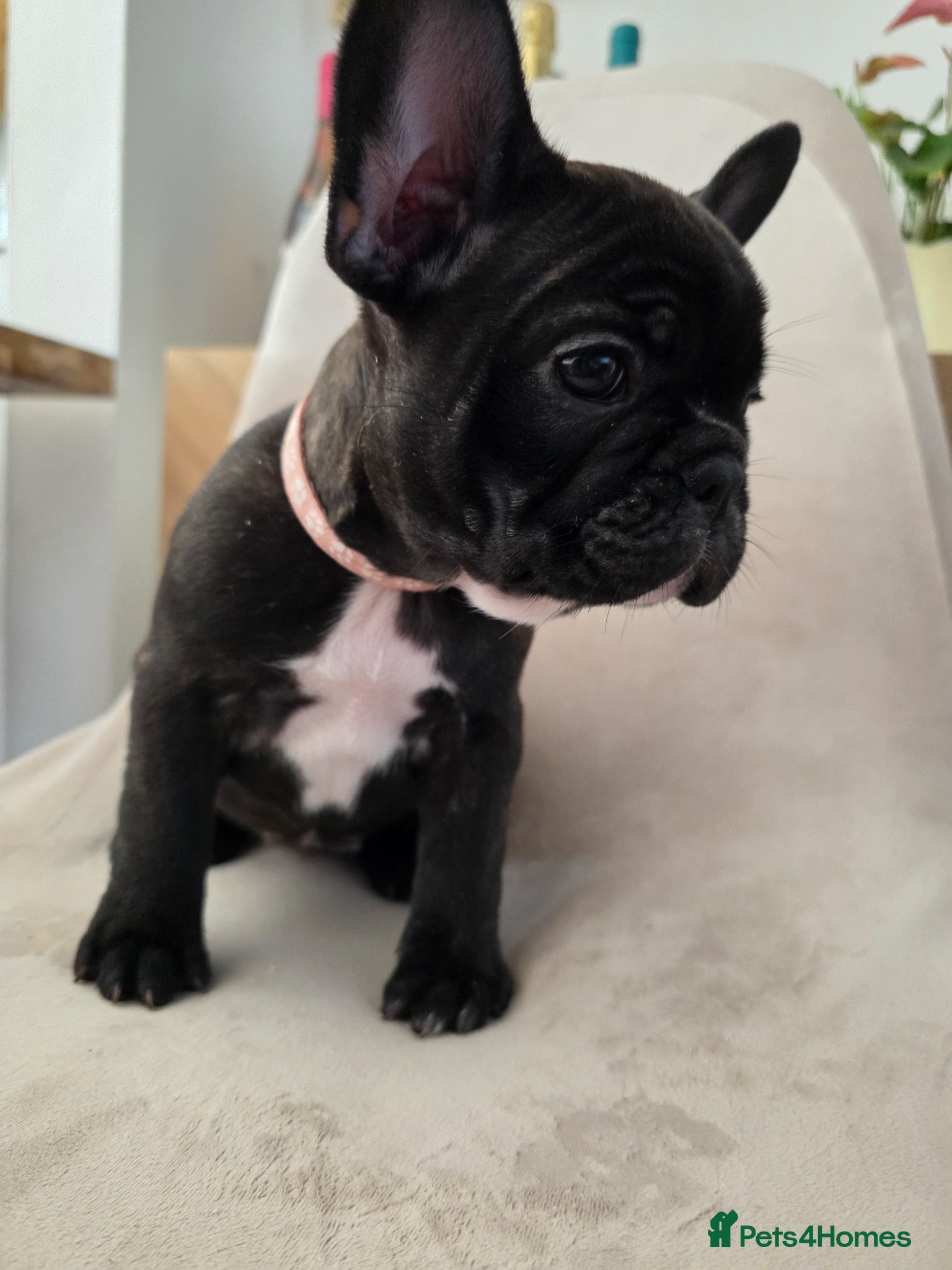 French Bulldog dogs for sale: 🐶 Puppies Ready for Their Forever Homes  - Advert 21