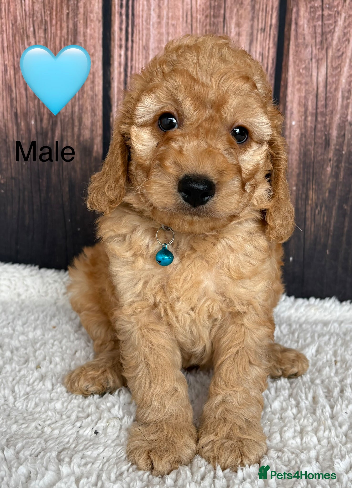 Cockapoo dogs for sale: Miniature Cockapoo puppies for ssle - Advert 11