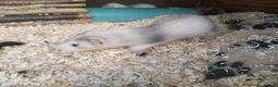 Ferret rodents for sale: Micro x semi angora - Advert 6
