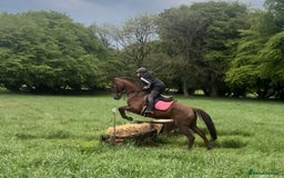 Irish Thoroughbred horses for sale: 6 yr old allrounder, 15.2, Irish mare in Bargoed - Image 22