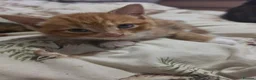 Mixed Breed cats for sale: Adorable ginger and tortishell kittens - Advert 21