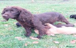 Cocker Spaniel dogs for sale: Chocolate brown cocker spaniel puppies  - Image 4