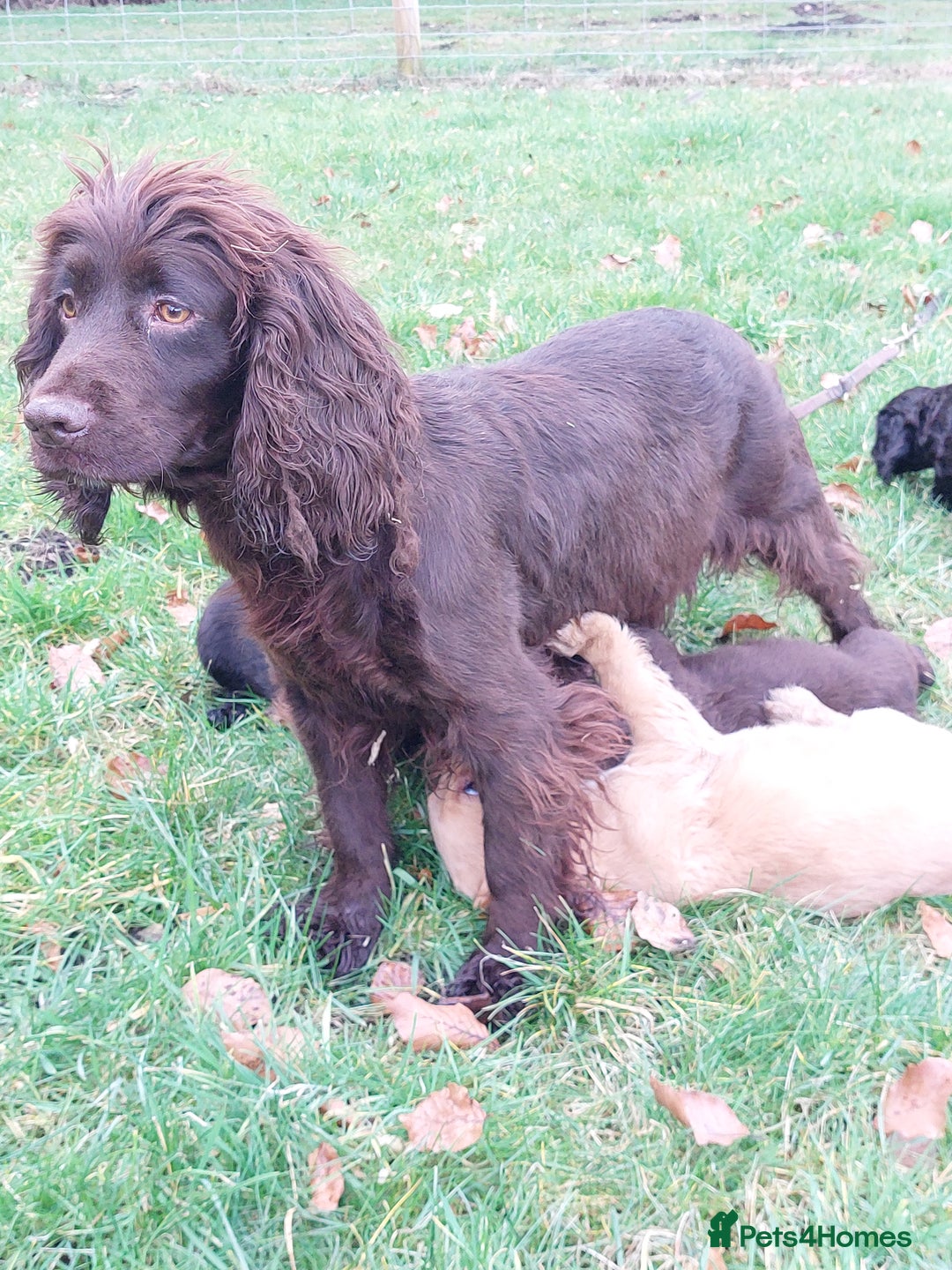 Cocker Spaniel dogs for sale: Chocolate brown cocker spaniel puppies  - Image 4