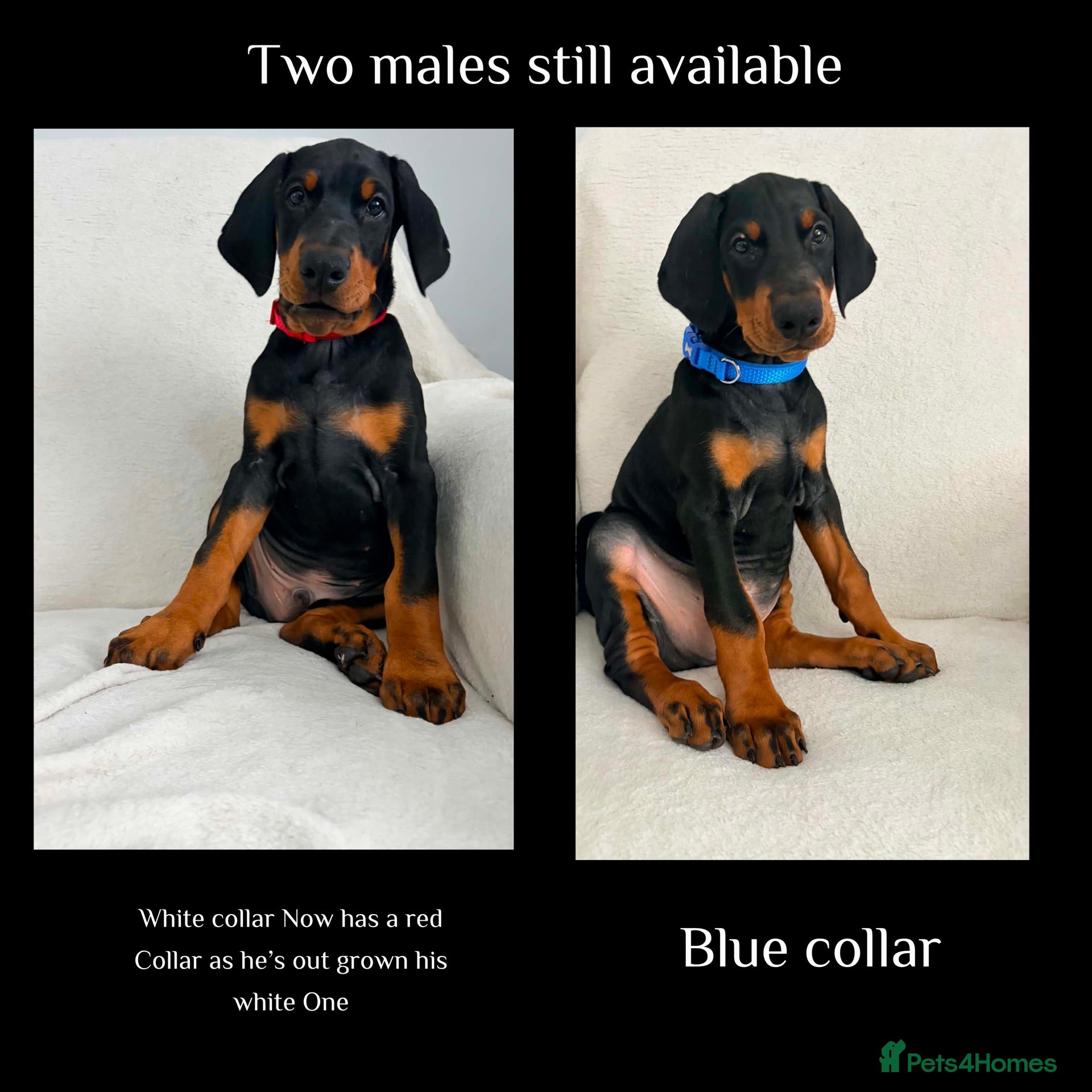 Dobermann dogs KC REGISTERED - DOBERMAN PUPPIES - Advert 6