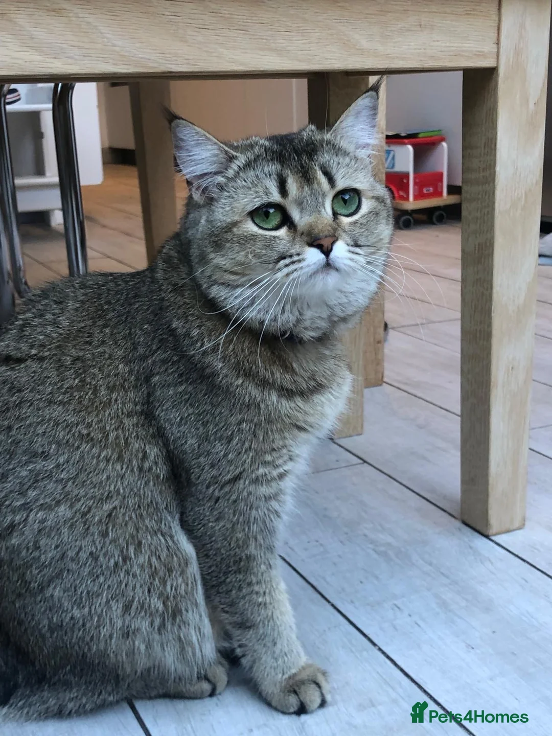 Scottish Fold cats for sale: Gorgeous Scottish straight needs forever home in London - Advert 2