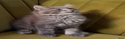 Maine Coon cats for sale: Blue tabby girl READY NOW umbilical hernia - Advert 14