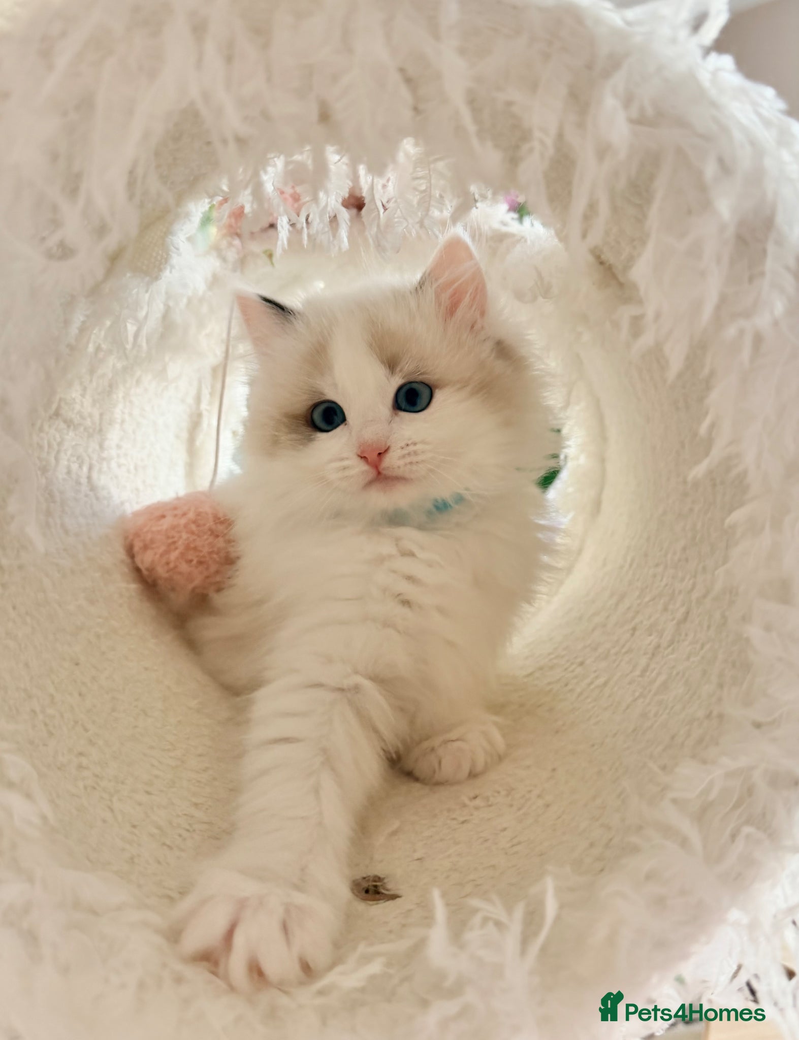 Ragdoll cats Stunning champion line Ragdoll kittens - Advert 11