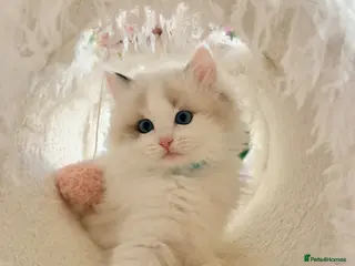 Ragdoll cats Stunning champion line Ragdoll kittens - Advert 11