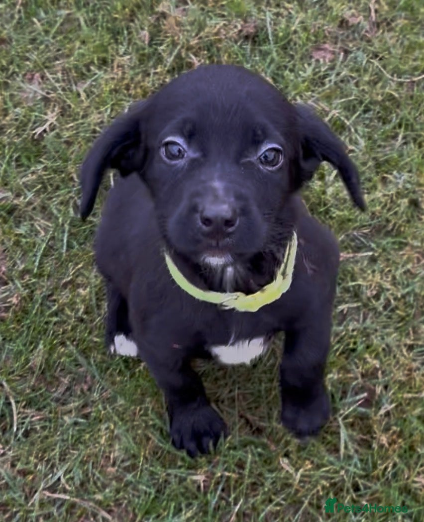 Mixed Breed dogs 1 Girl remaining, Ready Now - Sprollie Puppies - Advert 7