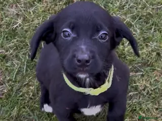 Mixed Breed dogs 1 Girl remaining, Ready Now - Sprollie Puppies - Advert 7