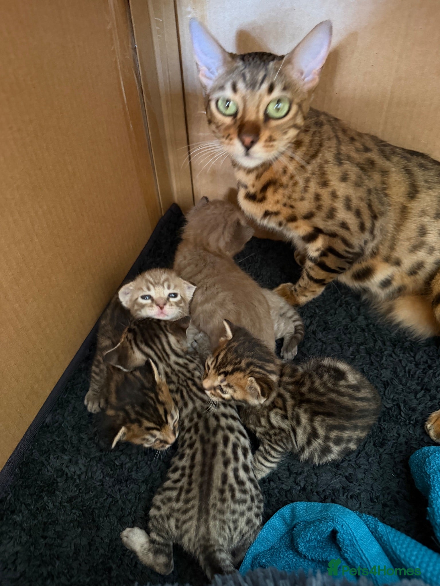 Bengal cats Beautiful Bengal cross kittens  - Advert 13
