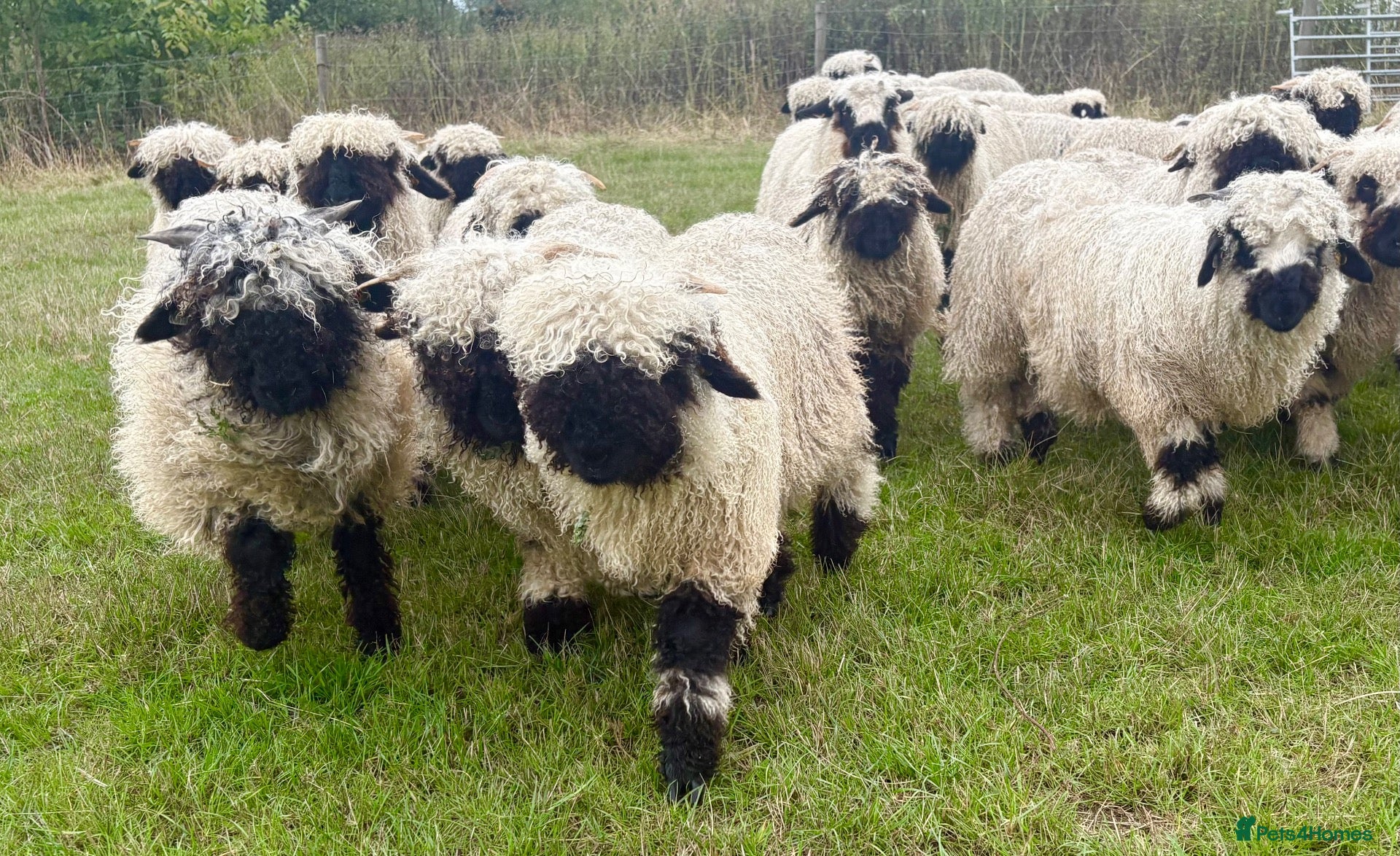 Sheep livestock Swiss Valais Lambs for sale - Advert 2
