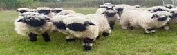 Sheep livestock for sale: Swiss Valais Lambs for sale - Advert 1
