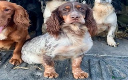 Cocker Spaniel dogs for sale: KC HEALTH TESTED CHOCOLATE AND TAN COCKER SPANIELS - Image 8