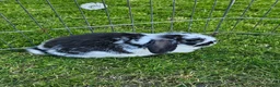 Mini Lop rabbits for sale: Gorgoeus mini lop baby rabbits - Advert 7