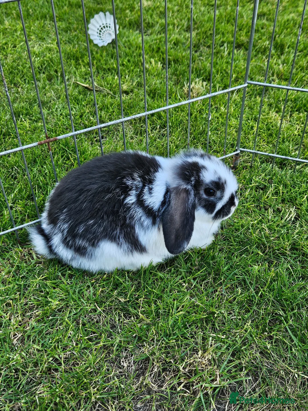 Mini Lop rabbits for sale: Gorgoeus mini lop baby rabbits - Advert 7