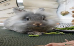 Lionhead rabbits for sale: Thumper lion head female  - Image 3
